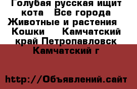 Голубая русская ищит кота - Все города Животные и растения » Кошки   . Камчатский край,Петропавловск-Камчатский г.